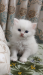 persian kitten